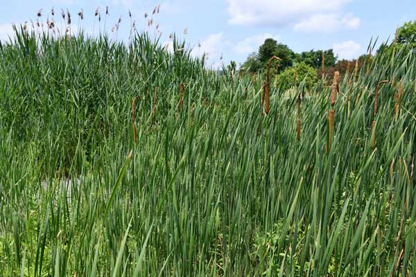 Cattails at BCC