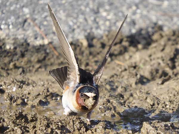 Cliff Swallow