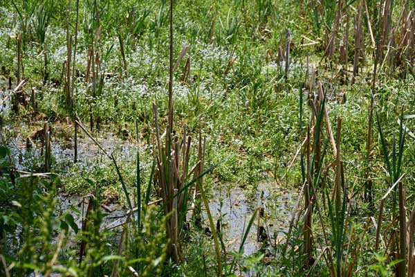 Vernal Pool