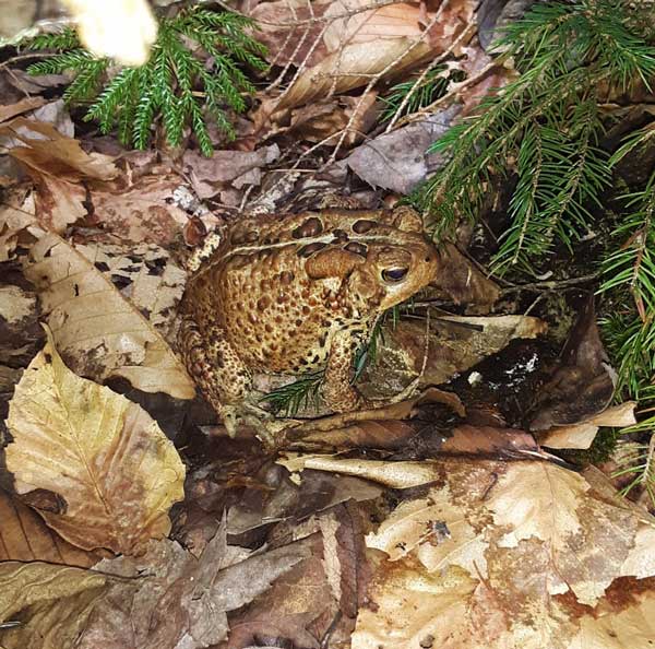 BCC Vernal Pool